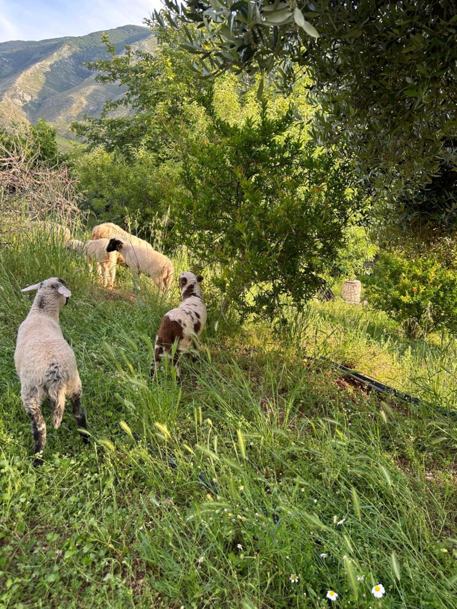 Kantina & Ferma Dukat Orikumi Exteriér fotografie